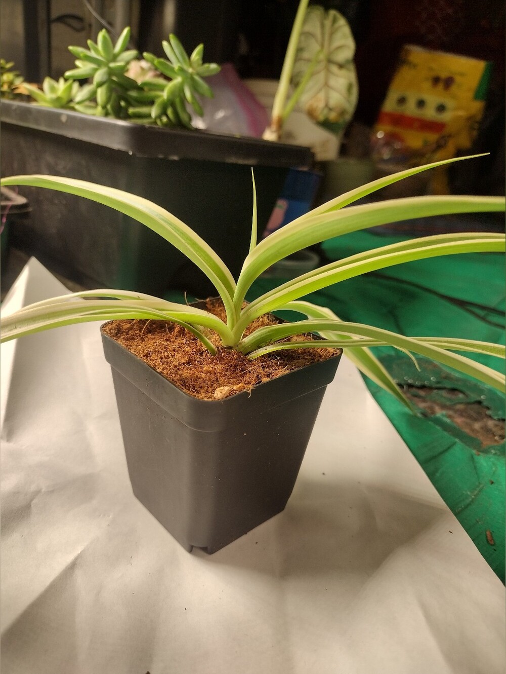 Variegated Spider Plant - Green & White In 3" Pot-Buy 1 Get Free mystery Plant